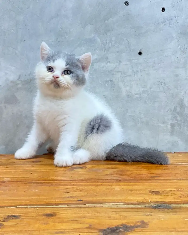 Harlequin British shorthair near