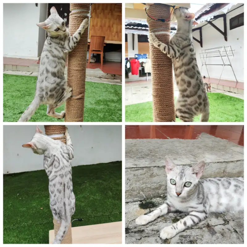 Bengal Silver Female (Betina)