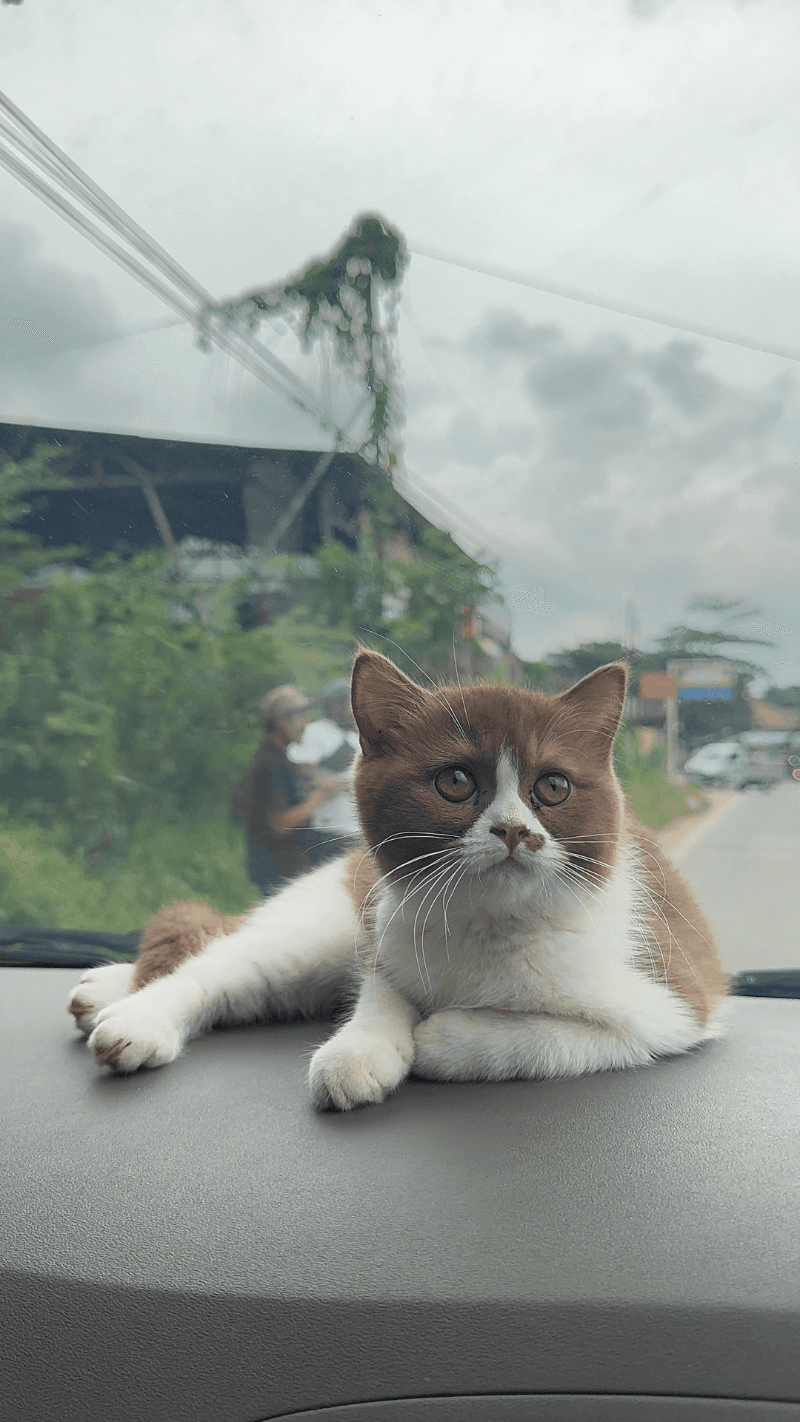Kucing Bsh Cinammon Bicolor