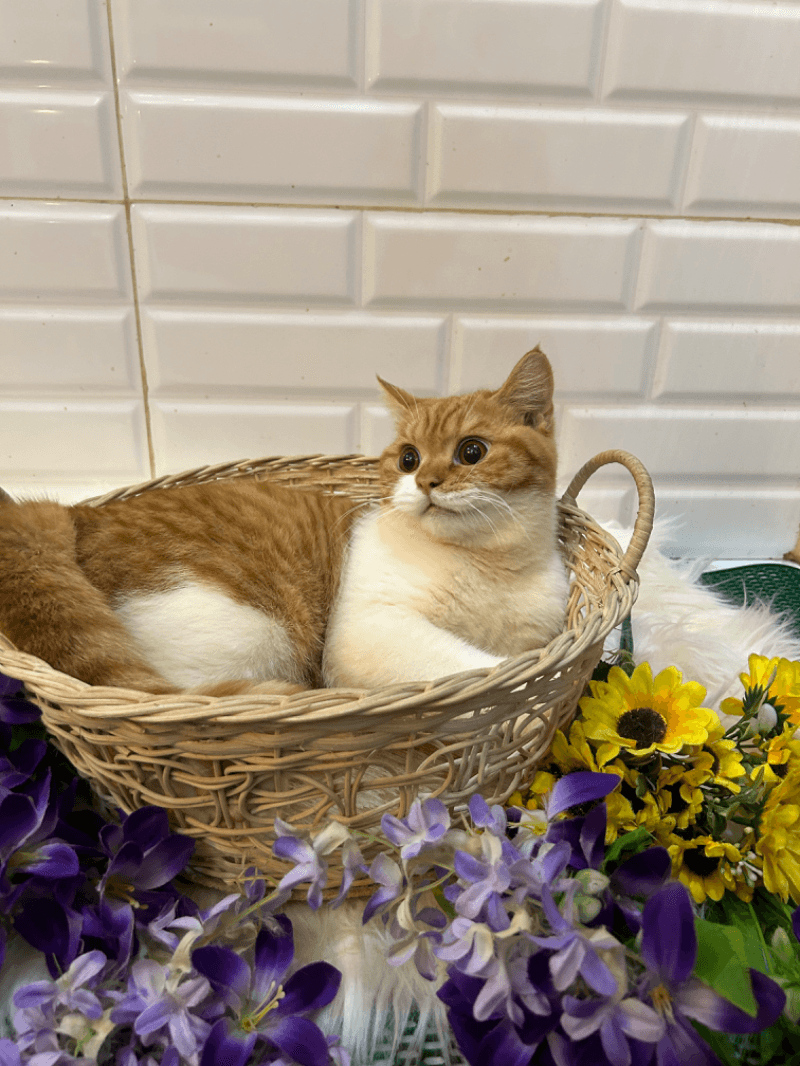British Shorthair Oyen