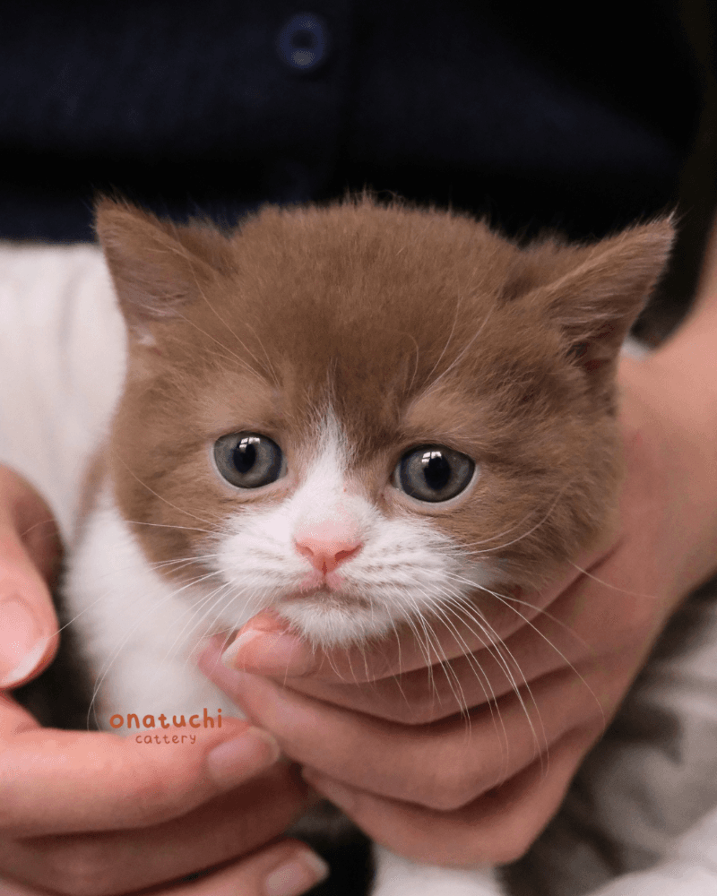 Cinnamon Bicolor British Shorthair - Male