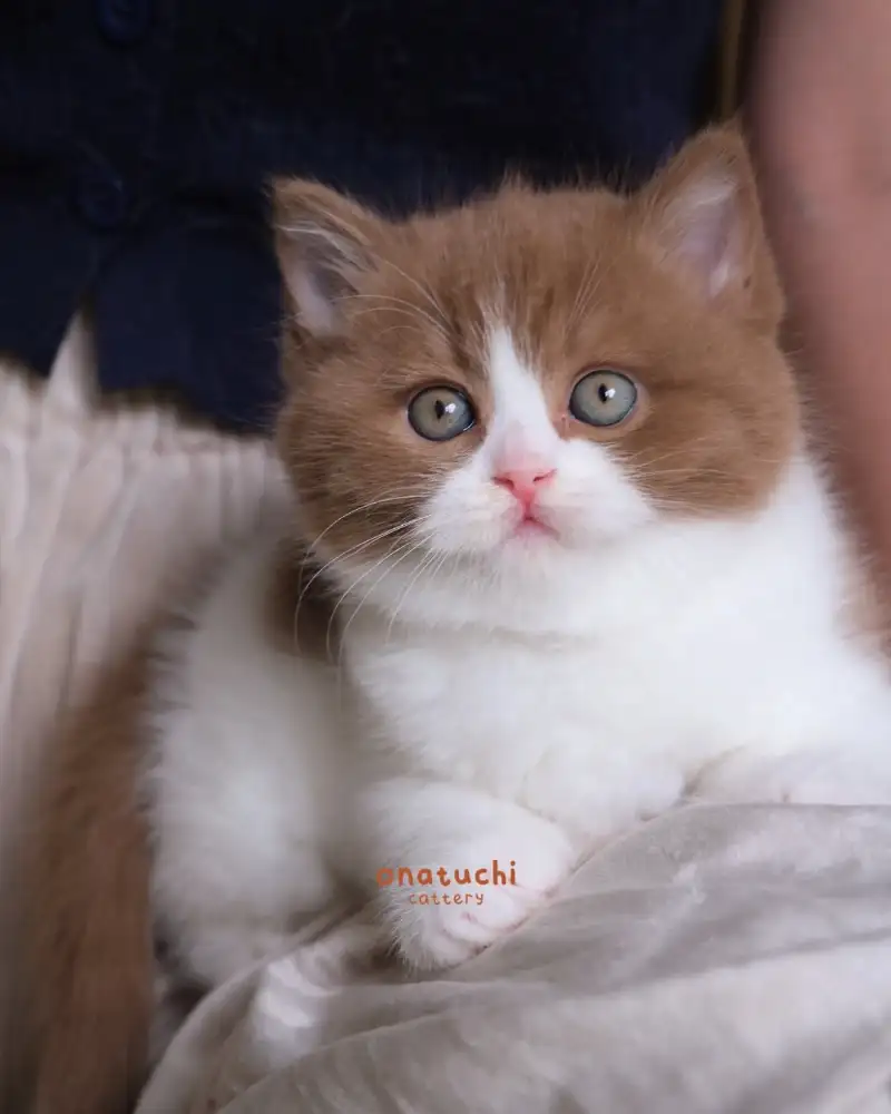Muffin - Cinnamon Bicolor British Shorthair Female