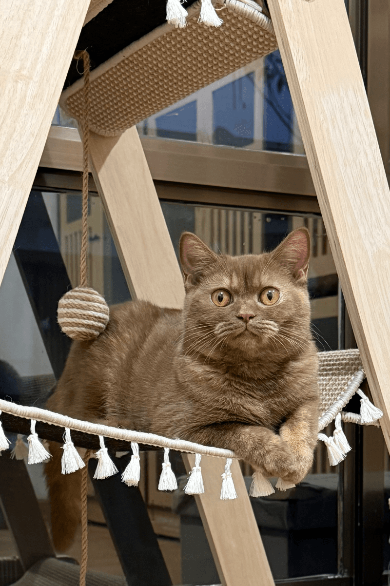 Cinnamon Tortie British Shorthair - Female