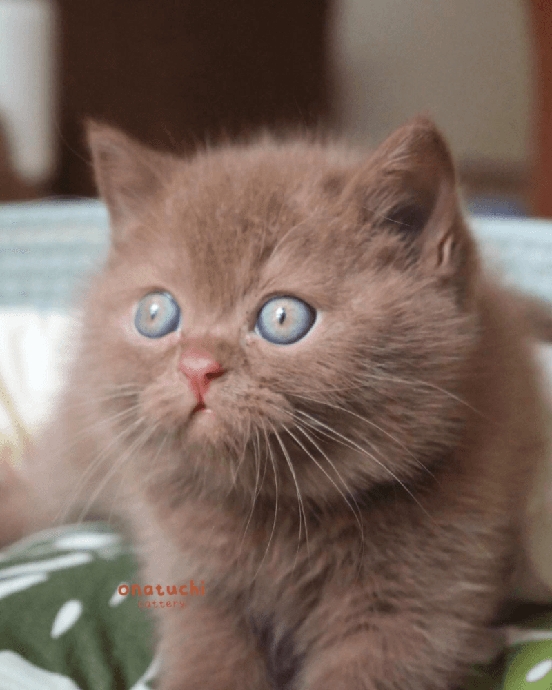 Boricha - Cinnamon Solid British Shorthair